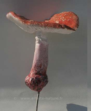 Amanite rougissante,décor champignon