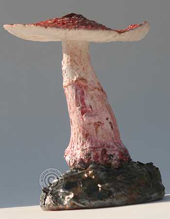 Amanite rougissante .