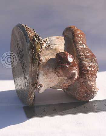 Bolet d'été.