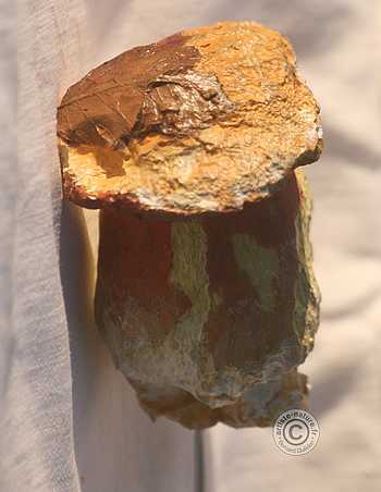 Bolet à pied rouge.