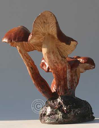 Colybie à pied en fuseau.