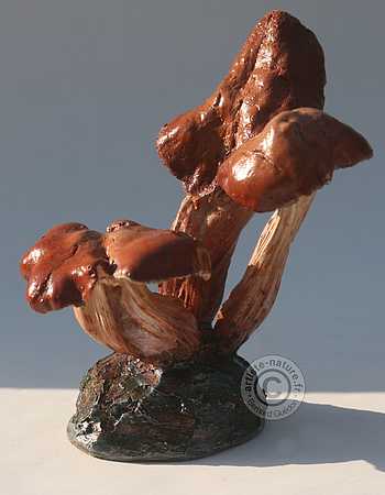 Colybie à pied en fuseau.