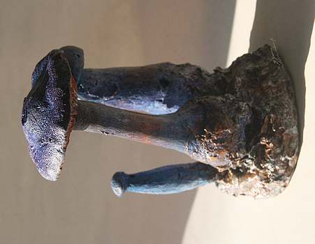 Figurine de Cortinarius violaceus