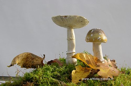 Decor de champignons, mousse et feuilles mortes
