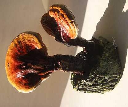 Statuette de champignon , Ganoderme luisant