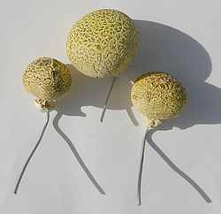 Scleroderme commun,décor champignon