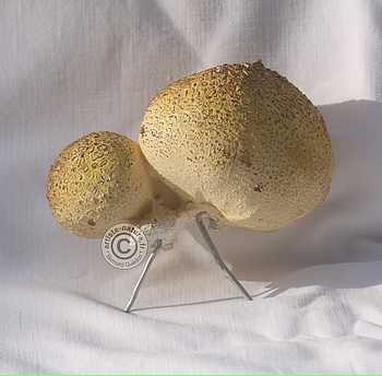 Scleroderme commun,décor champignon