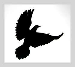 silhouette de colombe