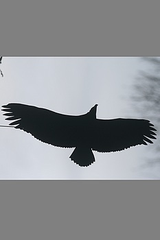 Décor vautour fauve en acier noir