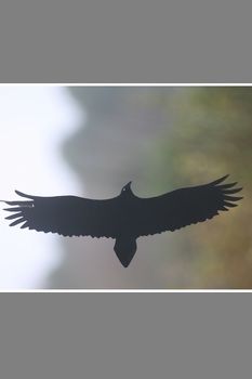 Décor vautour percnoptère en acier noir