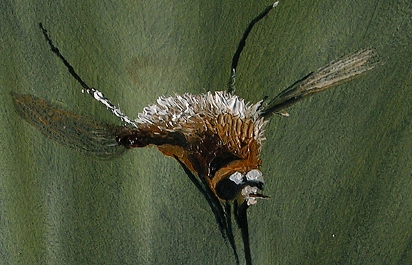 Grand Bombyle détail.