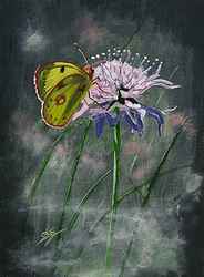 peinture Papillon Souci sur une fleur de Centaurée, B.Guedon