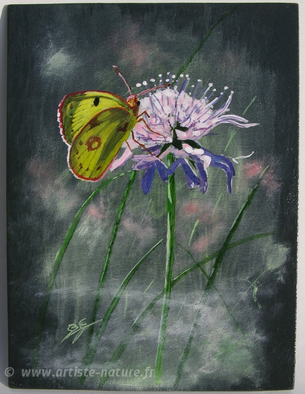 Papillon Souci sur une fleur de Centaurée.
