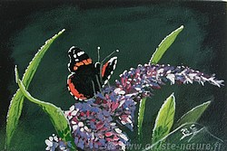 peinture Papillon Vulcain, B.Guedon