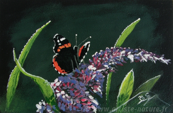 peinture papillon Vulcain, B.Guedon
