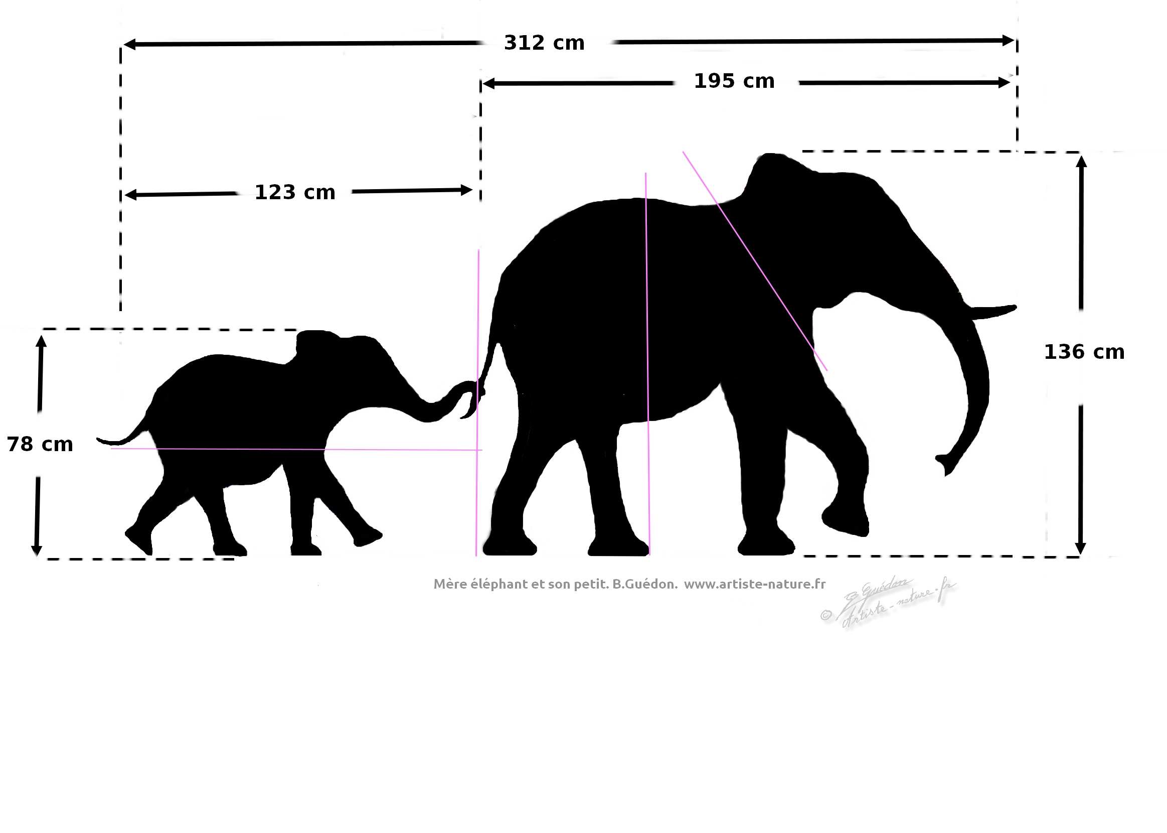 Plan du décor éléphants  